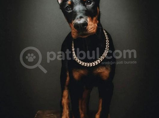 A Kalite Estetikli Ve Estetik Siz Doberman Yavrular görsel