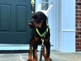 A Kalite Estetikli Ve Estetik Siz Doberman Yavrular