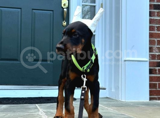 A Kalite Estetikli Ve Estetik Siz Doberman Yavrular görsel