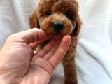 Tuvalet Eğitimli Son Erkek Toypoodle