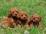 Tuvalet eğitimli son erkek toypoodle