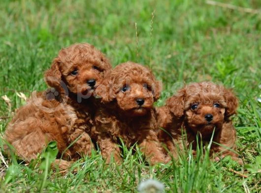 Tuvalet Eğitimli Son Erkek Toypoodle