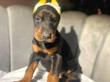 Orji̇nal Esteti̇kli̇ Ki̇ng Doberman Yavrulari