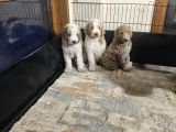 Gerçek Giant Dev Poodle Yavrular