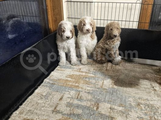 Gerçek Giant Dev Poodle Yavrular görsel