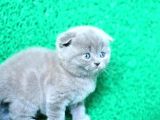 Mükemmel Gri Scottish Fold Shorthair