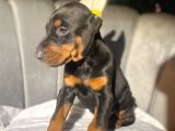 ORJİNAL ESTETİKLİ KİNG DOBERMAN YAVRULARI