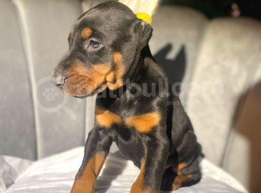 Orji̇nal Esteti̇kli̇ Ki̇ng Doberman Yavrulari