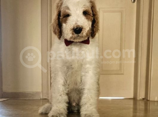 Gerçek Giant Dev Poodle Yavrular