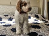 Gerçek Giant Dev Poodle Yavrular