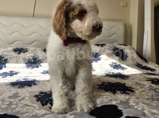 Gerçek Giant Dev Poodle Yavrular görsel