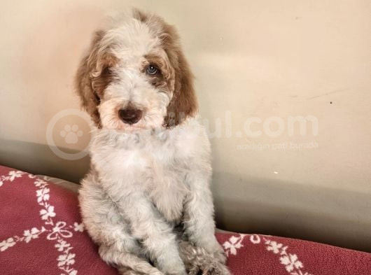 Gerçek Giant Dev Poodle Yavrular görsel