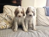 Gerçek Giant Dev Poodle Yavrular