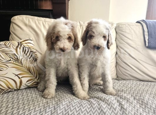 Gerçek Giant Dev Poodle Yavrular görsel