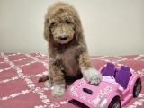 Gerçek Giant Dev Poodle Yavrular