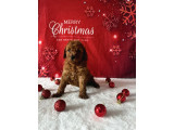 Redbrown Kore Teacup Poodle Bebekler