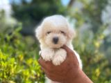 Maltese Terrier Yavrulari