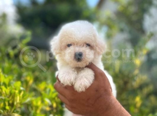 Maltese Terrier Yavrulari görsel