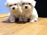 MALTESE TERRIER YAVRULARI