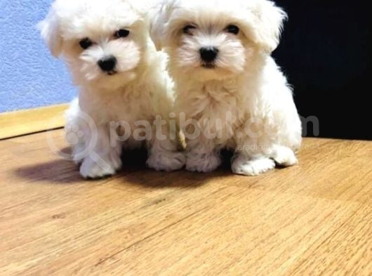 Maltese Terrier Yavrulari