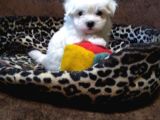 Maltese Terrier Yavrulari