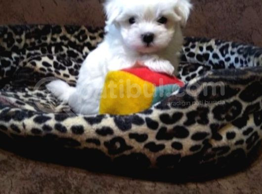 Maltese Terrier Yavrulari görsel