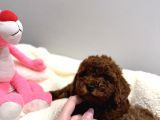 En Tatlıı Poodle Yavrular