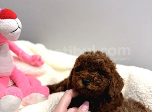 En Tatlıı Poodle Yavrular görsel