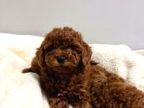 En Tatlıı Poodle Yavrular