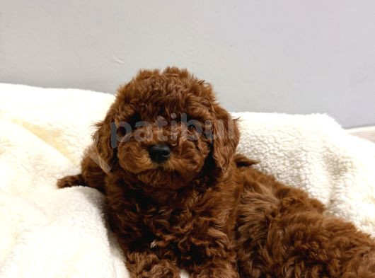 En Tatlıı Poodle Yavrular görsel