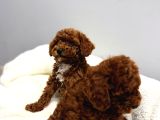 En Tatlıı Poodle Yavrular