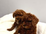 En Tatlıı Poodle Yavrular