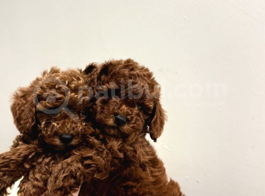 En Tatlıı Poodle Yavrular