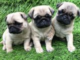 PUG MOPS NİRVANA YAVRULAR