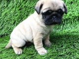 Pug Mops Ni̇rvana Yavrular