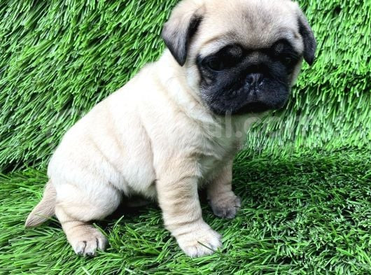Pug Mops Ni̇rvana Yavrular görsel