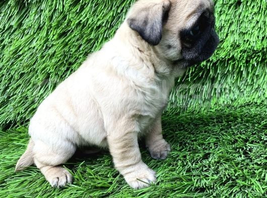 Pug Mops Ni̇rvana Yavrular görsel
