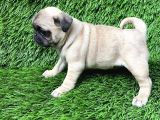 Pug Mops Ni̇rvana Yavrular