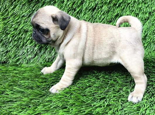 Pug Mops Ni̇rvana Yavrular görsel