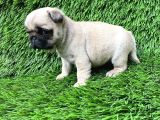 Pug Mops Ni̇rvana Yavrular