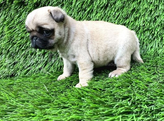 Pug Mops Ni̇rvana Yavrular görsel