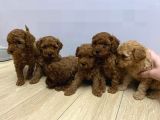 6 Adet Dişi Toy Poodle Yavru