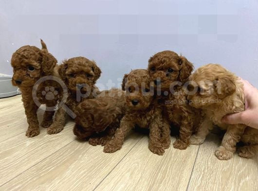 6 Adet Dişi Toy Poodle Yavru görsel