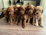 6 Adet Dişi Toy Poodle Yavru