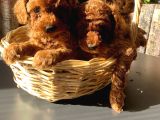 6 adet Dişi toy Poodle yavru