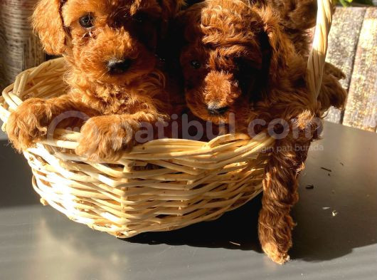 6 Adet Dişi Toy Poodle Yavru