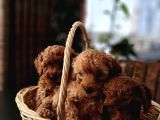 6 Adet Dişi Toy Poodle Yavru