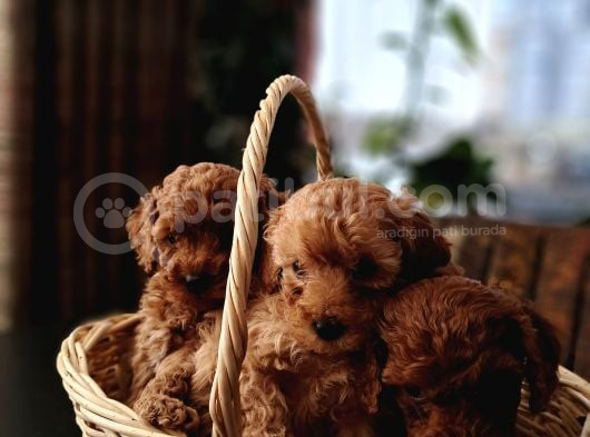 6 Adet Dişi Toy Poodle Yavru görsel