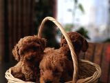 6 Adet Dişi Toy Poodle Yavru