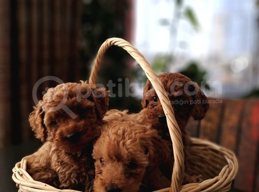 6 Adet Dişi Toy Poodle Yavru görsel